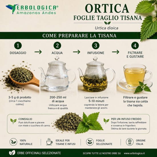 Ortica Foglie Taglio Tisana Erbologica Urtica dioica