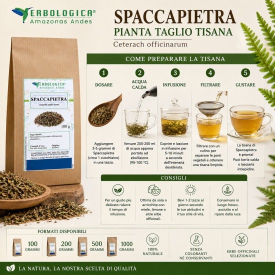 Spaccapietra Pianta Taglio Tisana Ceterach officinarum essiccata per infusi naturali