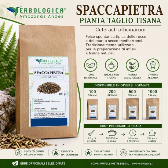 Spaccapietra Pianta Taglio Tisana Ceterach officinarum essiccata per infusi naturali