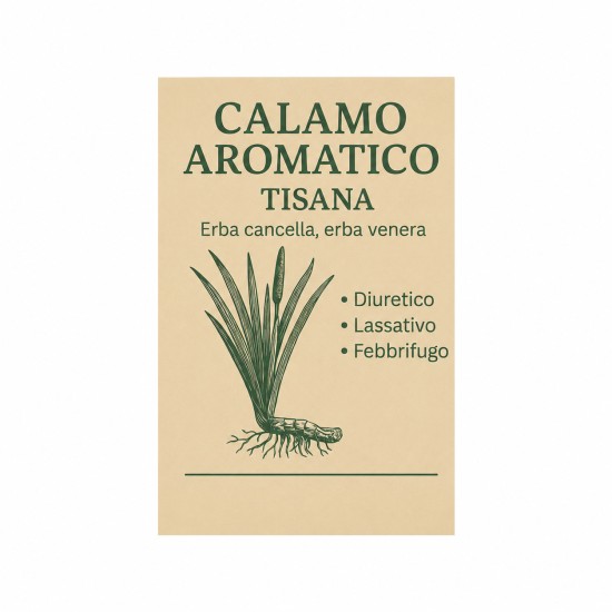 Illustrazione botanica del Calamo Aromatico (Acorus calamus) con testo descrittivo delle proprietà tradizionali della tisana su sfondo beige.