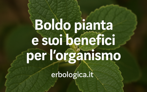 Boldo pianta e suoi benefici per l'organismo