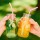 Detox estivo naturale: programmi e consigli per la salute | erbologica