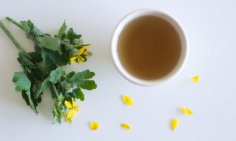 Damiana: proprietà, benefici e usi naturali della pianta tonica