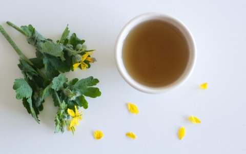 Damiana: proprietà, benefici e usi naturali della pianta tonica