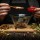Come depurare il fegato con erbe medicinali e tisane naturali