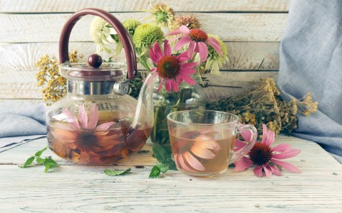 Tisana all’echinacea rinforza le difese e ritrova equilibrio naturale
