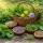 Le migliori erbe spontanee di maggio per cucina e fitoterapia