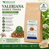 Valeriana radice tisana