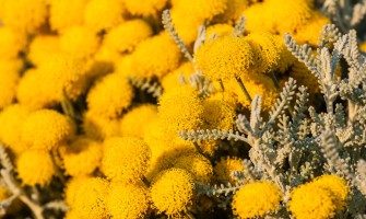 Elicriso fiori italico usi e benefici