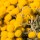 Elicriso fiori italico usi e benefici