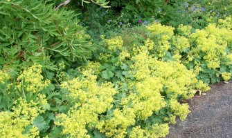 Alchemilla proprietà