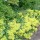 Alchemilla proprietà