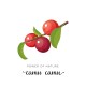 Illustrazione dei frutti di Camu Camu (Myrciaria dubia) con foglie verdi su ramo, utilizzata come rappresentazione botanica della pianta amazzonica Erbologica Amazonas Andes.
