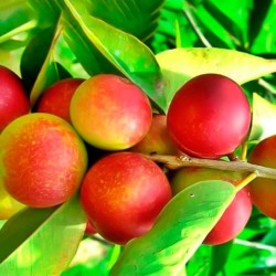 Camu Camu in polvere