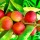 Camu camu e le sue proprietà