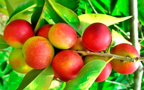 Camu camu e le sue proprietà
