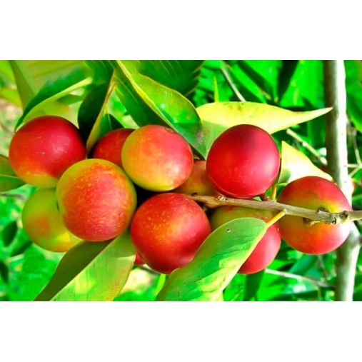 Frutti maturi di Camu Camu (Myrciaria dubia) su ramo con foglie verdi, bacca amazzonica naturalmente ricca di vitamina C utilizzata nei prodotti Erbologica Amazonas Andes.
