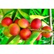 Frutti maturi di Camu Camu (Myrciaria dubia) su ramo con foglie verdi, bacca amazzonica naturalmente ricca di vitamina C utilizzata nei prodotti Erbologica Amazonas Andes.