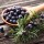Le Bacche di Ginepro: Un Ingrediente Segreto per Esaltare i tuoi Piatti