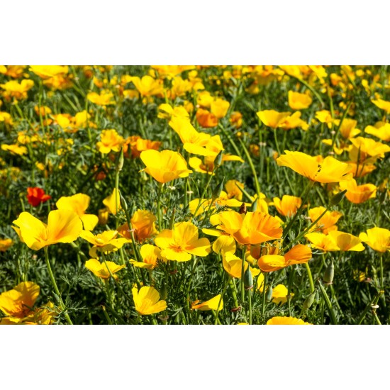 Fiori di Escolzia (Eschscholzia californica) in fiore, pianta officinale utilizzata per la preparazione di tisane e infusi naturali.