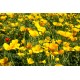 Fiori di Escolzia (Eschscholzia californica) in fiore, pianta officinale utilizzata per la preparazione di tisane e infusi naturali.