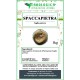 Spaccapietra pianta in polvere Spaccapietra pianta in polvere