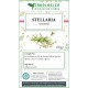 Stellaria sommità taglio tisana Stellaria sommità taglio tisana