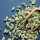 Cardamomo semi come si usano e loro benefici